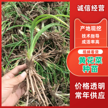 【实力推荐】猛子花黄花菜种苗袋装，量大优惠基地直供