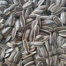 河南大量葵花籽供应品质保证量大价优欢迎来电洽谈