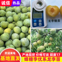 蜂糖李优系龙李苗，早产丰产质脆味甜蜂糖李升级品种
