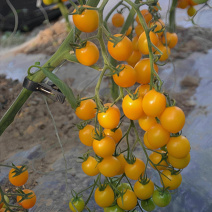 金珠340樱桃番茄种子金苗1000粒黄圣女果种子西红柿种
