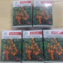 金珠261番茄种子樱桃番茄种子1000粒