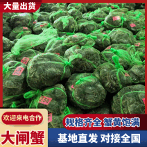【10只装】洪湖鲜活大闸蟹河蟹螃蟹顺丰包邮个个爆黄