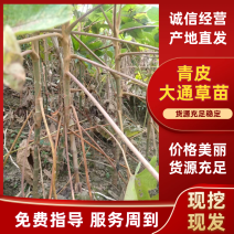 【热销中】四川通草苗基地直发现挖现发成活率高支持当地考察