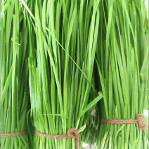 中小菜现接现割可实地考察3月-11月供货