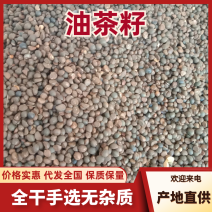 油茶籽全干手选无杂质欢迎实地考察试榨出油率