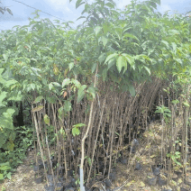 福建山樱花大陆阿里山樱花树袋苗地苗室内外花卉绿植