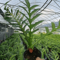 王冠蕨基地直销各规格蕨类室内外绿植花卉