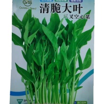 清脆大叶三叉空心菜种子泰国空心菜种子高产大圆叶