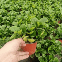 豆瓣绿盆栽青叶碧玉紫边碧玉小家碧玉四季常青可水培