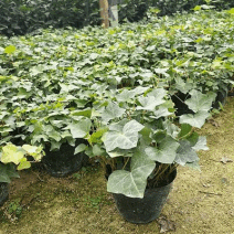常春藤盆花含盆30cm以下