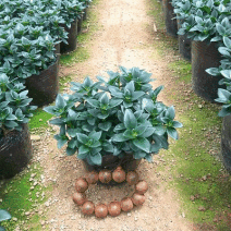 金鱼花吊兰植物盆栽花卉四季开花不断室内阳台吸甲醛净化空气