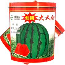 大又甜地雷西瓜种子抗裂麒麟西瓜种子早熟大红瓤耐重茬基地种