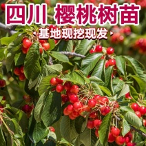 樱桃树玛瑙红樱桃树树苗
