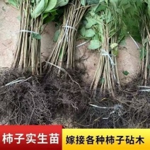 实生柿子树苗，包技术包活保品种，死苗包赔现挖现发基地直发