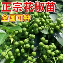 包技术包活青花椒树苗，包技术成活率高基地直发，可实地考察