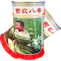 西农八号西瓜种子杂交中晚熟西瓜种籽耐旱耐湿抗病耐贮运