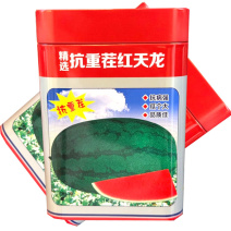 抗重茬红天龙西瓜种子抗病抗重茬瓜大果肉大红基地种植