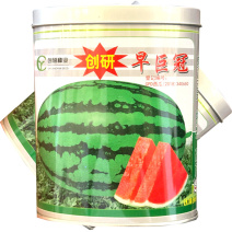 创研早巨冠西瓜种子京欣懒汉西瓜种籽抗病耐重茬大田基地