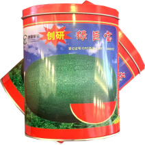 绿巨宝西瓜种子中熟绿皮西瓜种子大果型红瓤基地种植
