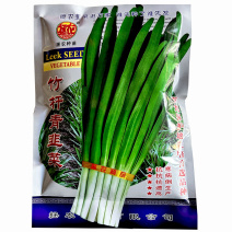 竹杆青韭菜种子叶片宽大厚叶色浓绿韭菜味浓香大叶韭菜种子