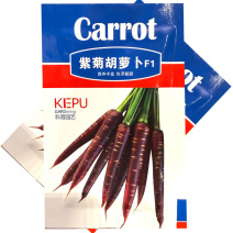 紫菊紫黑胡萝卜种子中早熟杂交紫胡萝卜种籽肉质脆甜糖度高