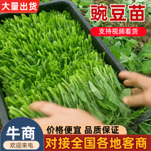 精品豌豆尖基地直供现摘现发新鲜打包打冷支持各种包装