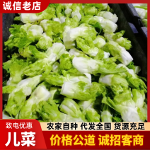 四川新鲜儿菜大量上市，物美价廉，保质保量，欢迎采购