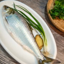 鲜货直发精品鲥鱼源头渔场大量供应可视频看货