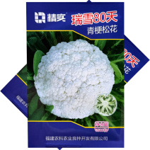 瑞雪80天青梗松花菜种子杂交中晚熟耐寒耐湿花球洁白半松散