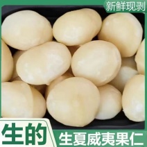 2025年新鲜采摘去壳夏威夷果仁未加工原果