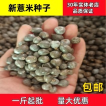 草珠子种子薏米种子一斤起批包邮