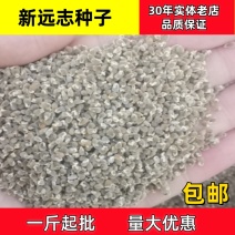 远志种子远志籽一斤起批包邮