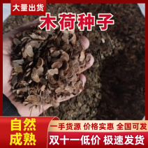 江西林木种子木荷种子园林绿化种子一手货源