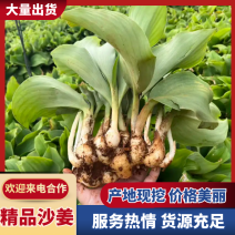 化州沙姜，大量新鲜现货速发，产品保质保量，欢迎选购