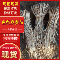 党参苗中药材种植安徽亳州发货/线下10年老店/全国发货
