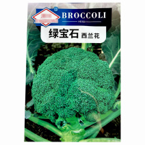 绿宝石西蓝花种子中晚蔬春秋高产中晚熟西蓝花花椰菜