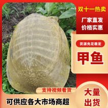 生态外塘老甲鱼，甲鱼苗，温室甲鱼，宰杀好的甲鱼，甲鱼蛋。