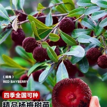 正宗仙居东魁杨梅苗1-6年原杯原土早熟结果黑炭盆栽果树苗
