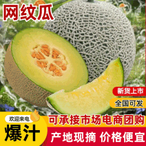 [牛]【海南乐东县】网纹瓜大量供应，产地直发，现摘现发，量大从优
