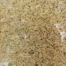 蝇蛆昆虫蛋白水产饲料大量现货产地直供欢迎联系