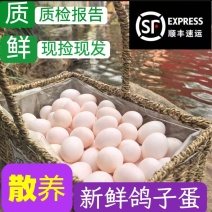 鸽子蛋厂家直发量大品质保证颗颗精选欢迎客户咨询下单
