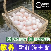 鸽子蛋杂粮喂养新鲜农家鸽子蛋现捡先发欢迎下单