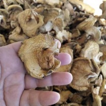 榛蘑量大质优价格优惠一手货源欢迎咨询采购！