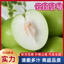 青枣/元江青枣/大枣/全国供应电商团购，快递一件代发