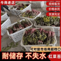 湖北荆州洪湖红菜苔鲜嫩水分足各种长短规格都有打捆不失水量大