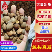皖南山区高山山茶籽油茶籽出油率高保质保量对接全国
