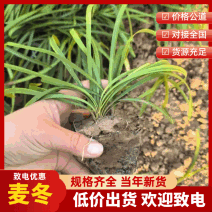 麦冬麦冬草方盘基地直供绿化苗木地被草坪