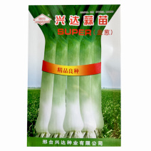 韭葱种子蒜苗种籽海蒜宽叶味辣甜耐寒四季高产