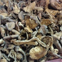 榛蘑，全国发货，精品质量，需要联系，全年有货