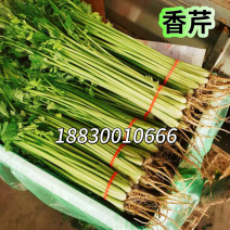 山芹河北小香芹菜承接商超配货整车代发净菜加工代发